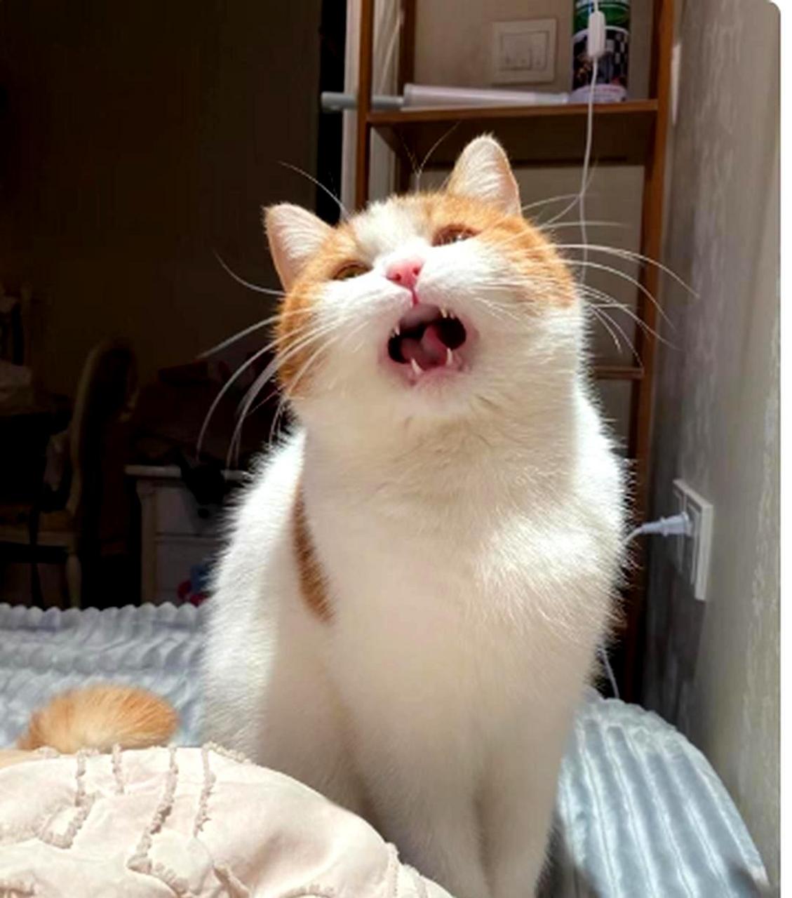 这只猫猫有实力在唱歌比赛中夺冠了吧?