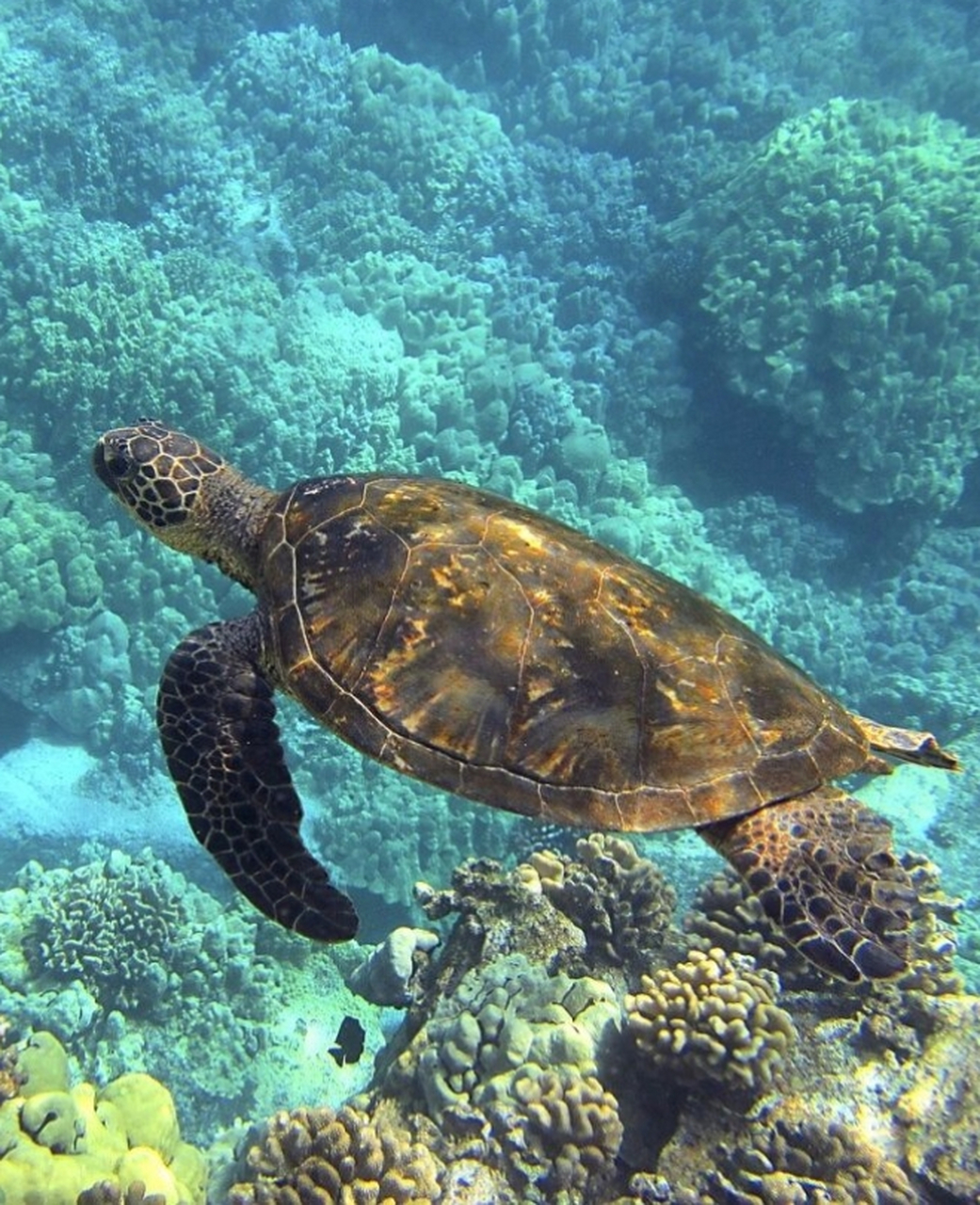 海龟是一种属于龟鳖目棱皮龟科和海龟科的海栖爬行动物