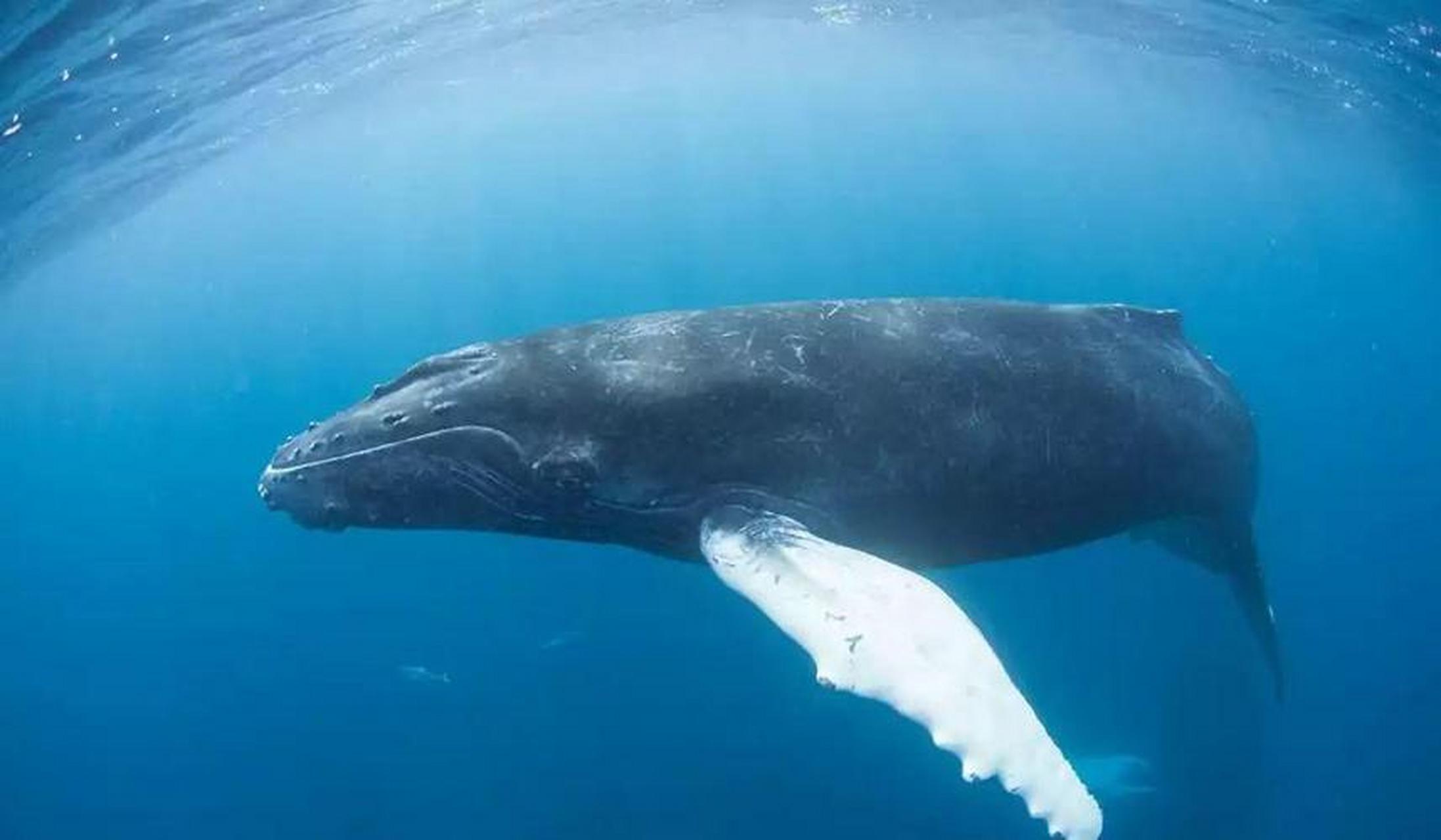 世界上最孤单的鲸#  最孤独的鲸鱼,独自在深海游荡这么多年,它的去世