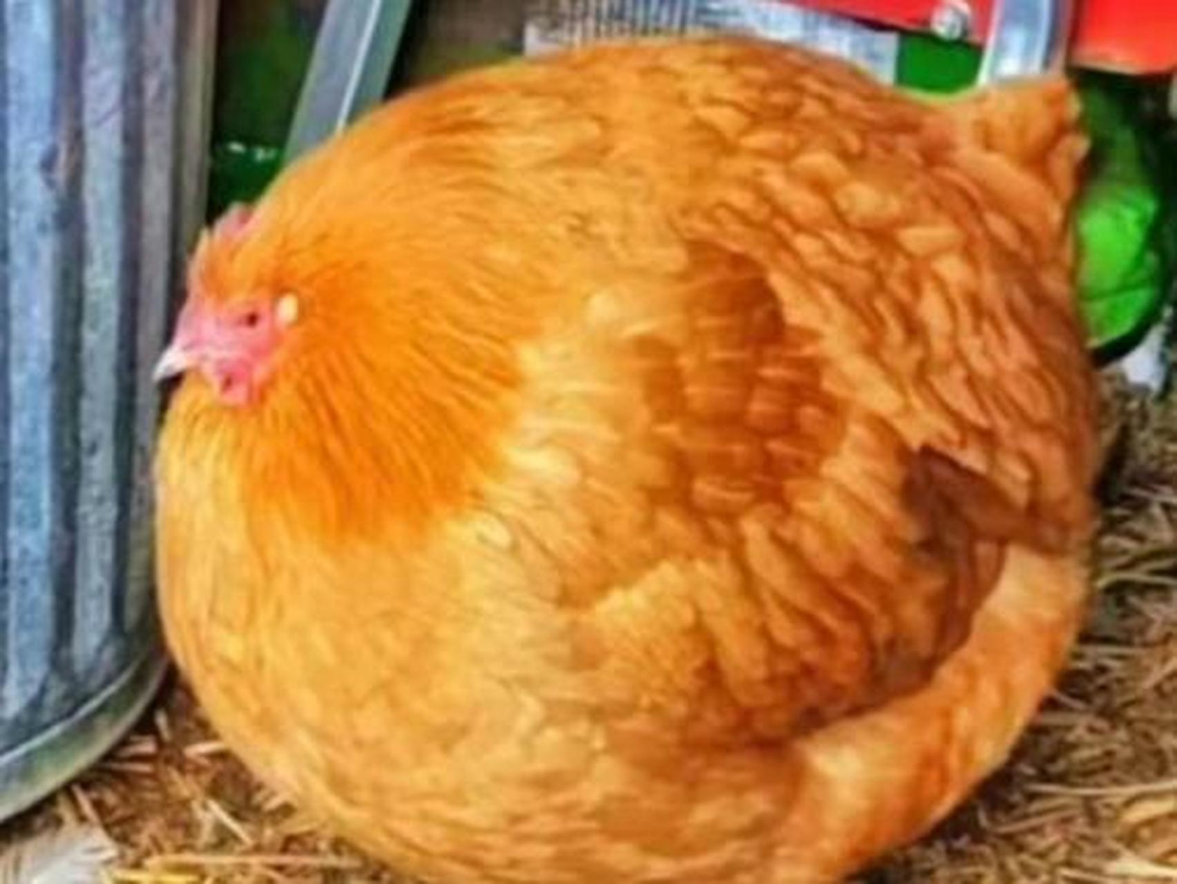 这只母鸡估计能下不少颗鸡蛋.  #搞笑# #趣图搞笑