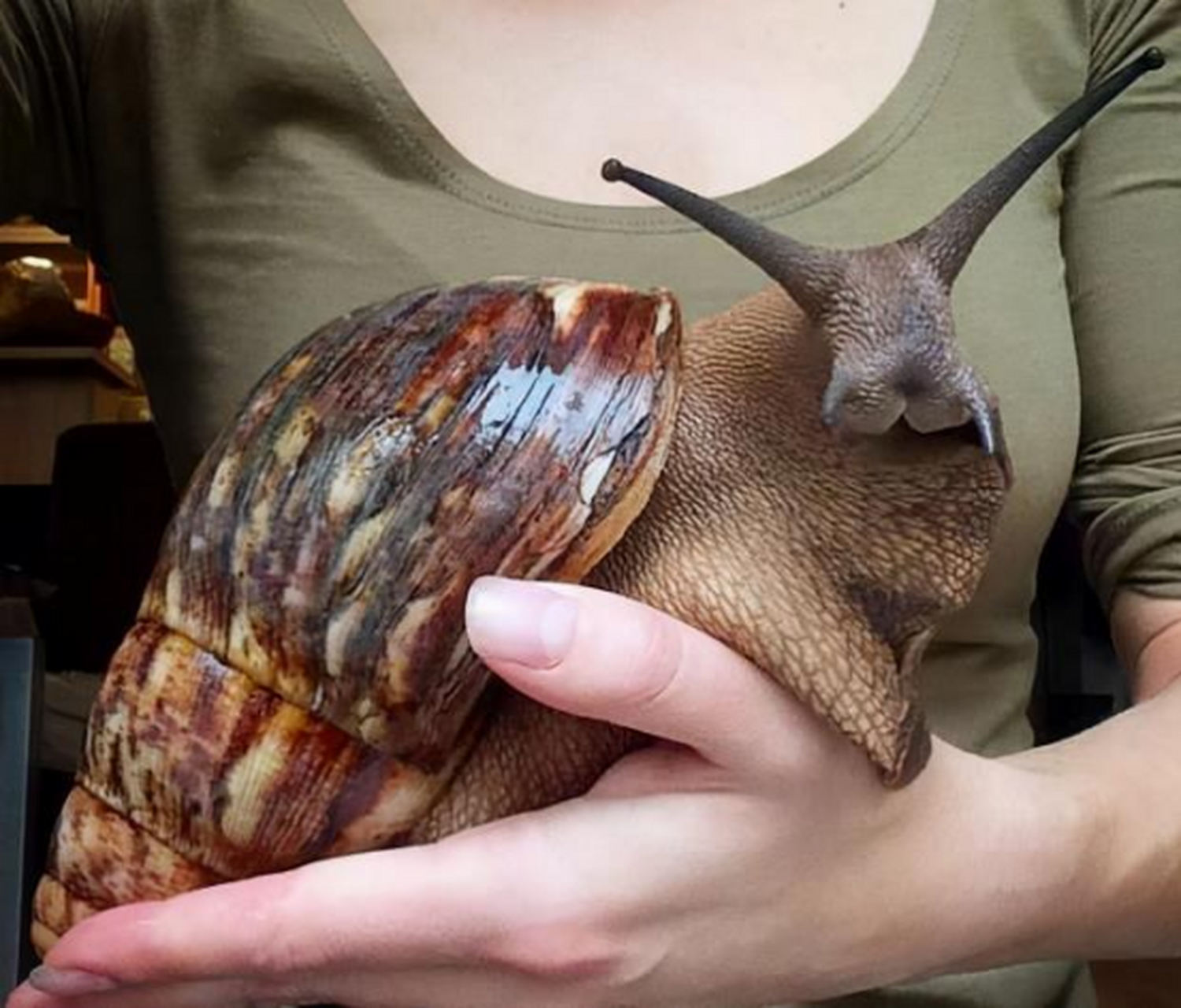 蜗牛被称为"肉中黄金",法国人一年能吃6万吨,中国蜗牛也有手掌大的