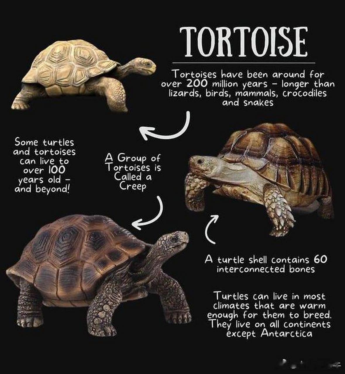 这是北美箱龟box turtle,很奇特的动物,遇到危险会把自己锁起来好似关