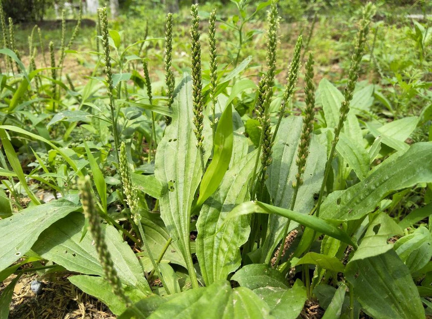红糖搭配车前草,全身结节不干扰,省钱又管用 身上长结节的朋友,总会