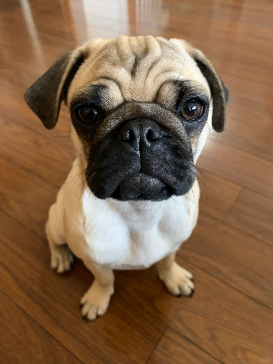 总感觉我的狗子有点嫌弃我!哈哈!