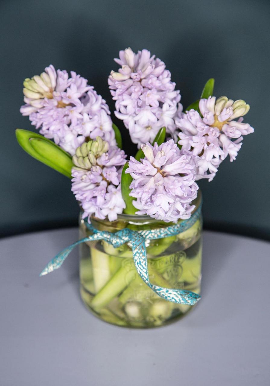 土培风信子,花朵艳丽,花期长,花香更浓郁 [庆祝]风信子是一种特别美的