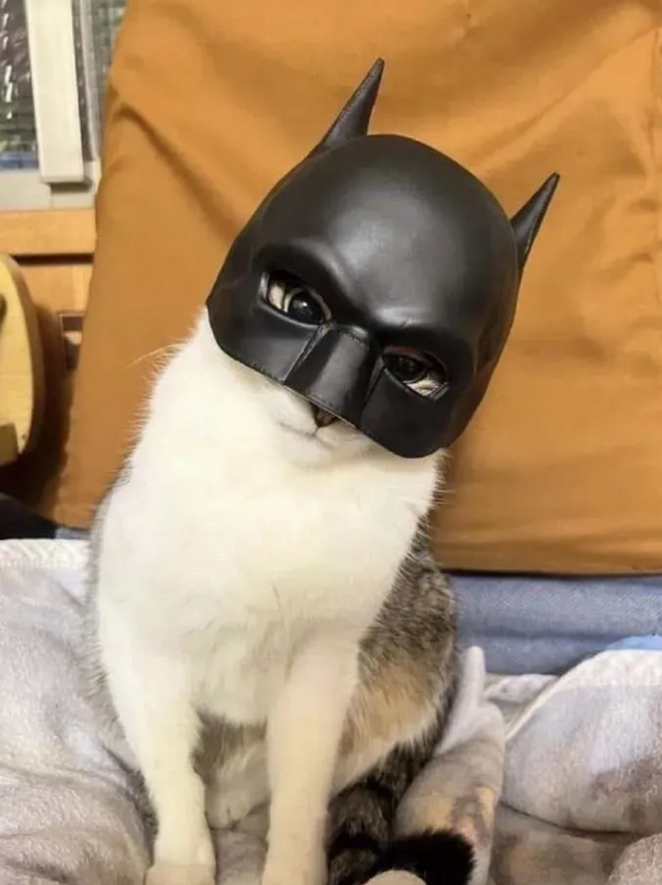 蝙蝠侠猫女私生子