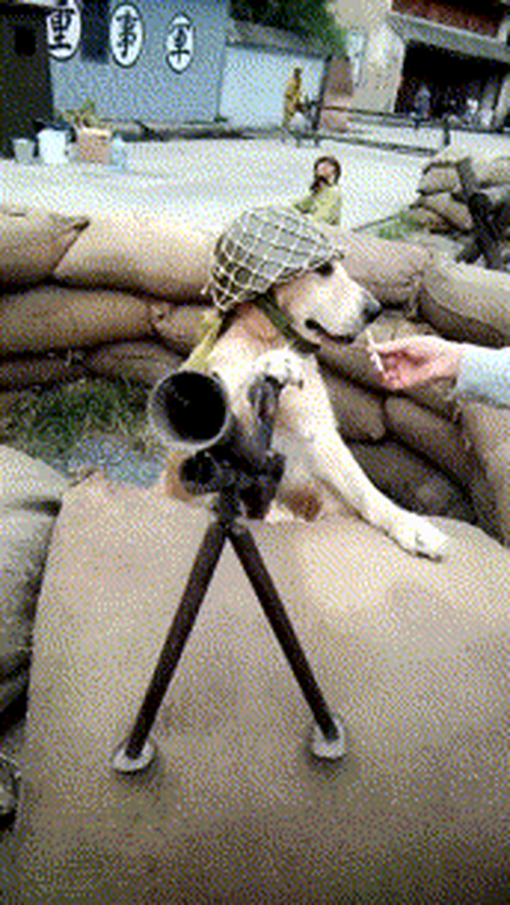 搞笑gif动图:搞笑第一张没错,这就是大家口中的狗腿子!