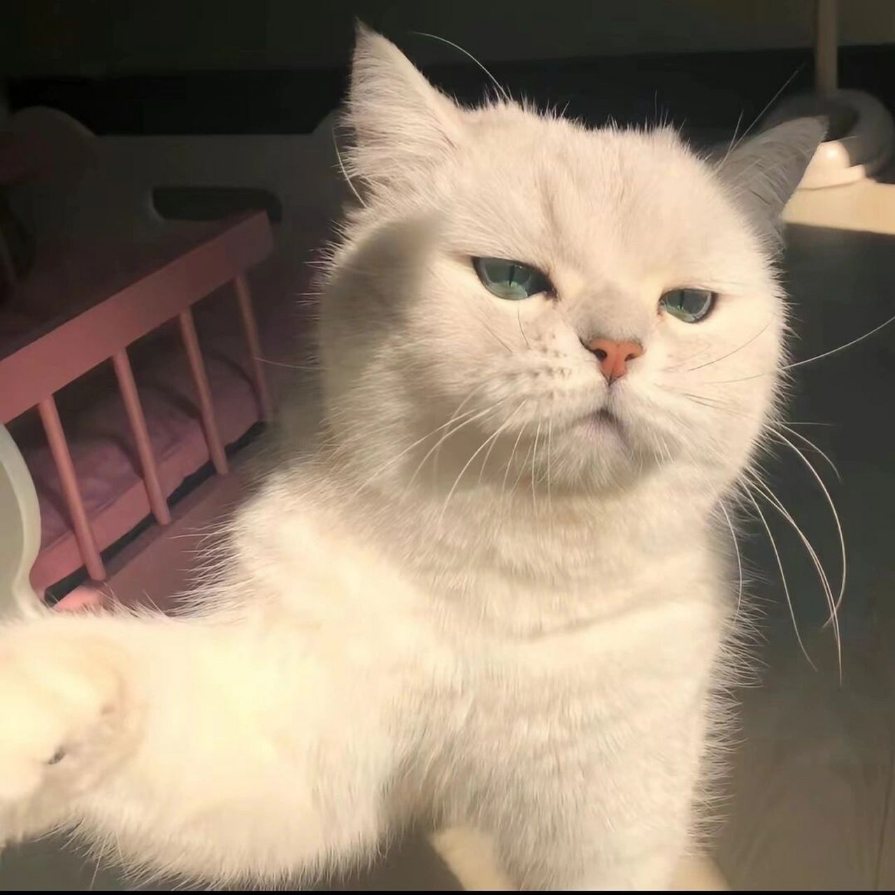 这些小众猫咪头像绝对能让你在众多头像中脱颖而出.