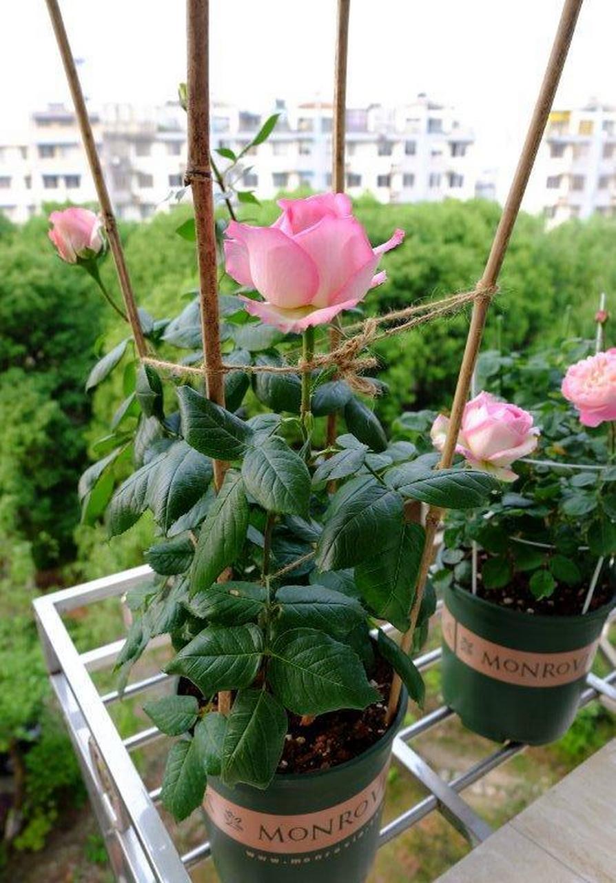 香水月季"乐天派",植株高度30~50公分,树形直立,叶色翠绿,古典玫瑰的