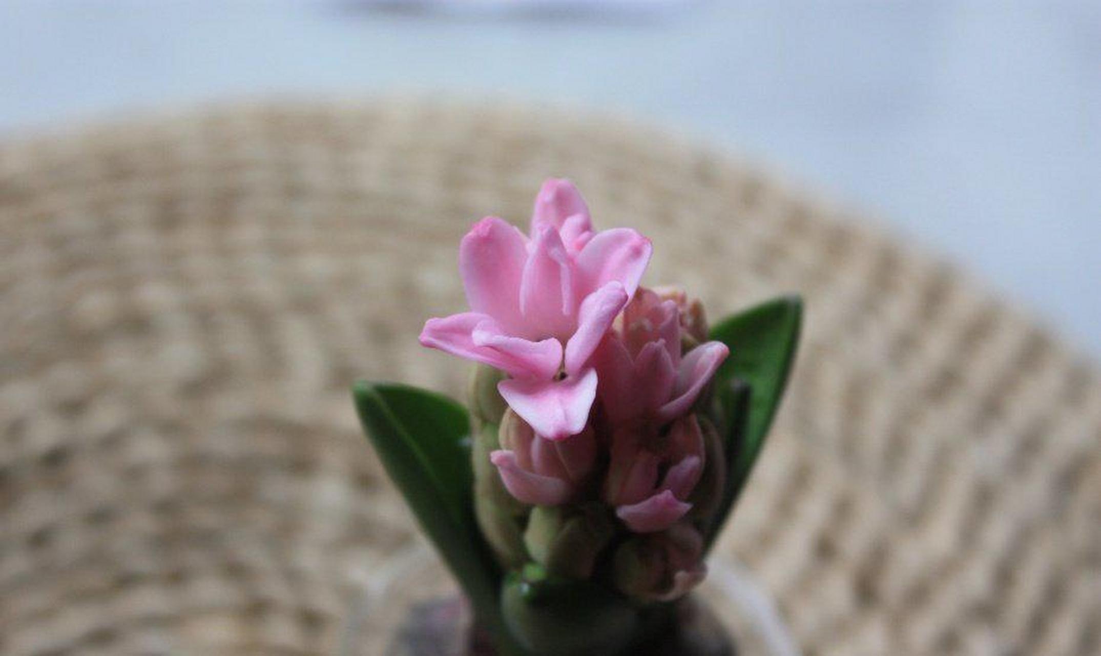 风信子花杆短小,夹在叶片里开花的现象,称之为"夹箭".