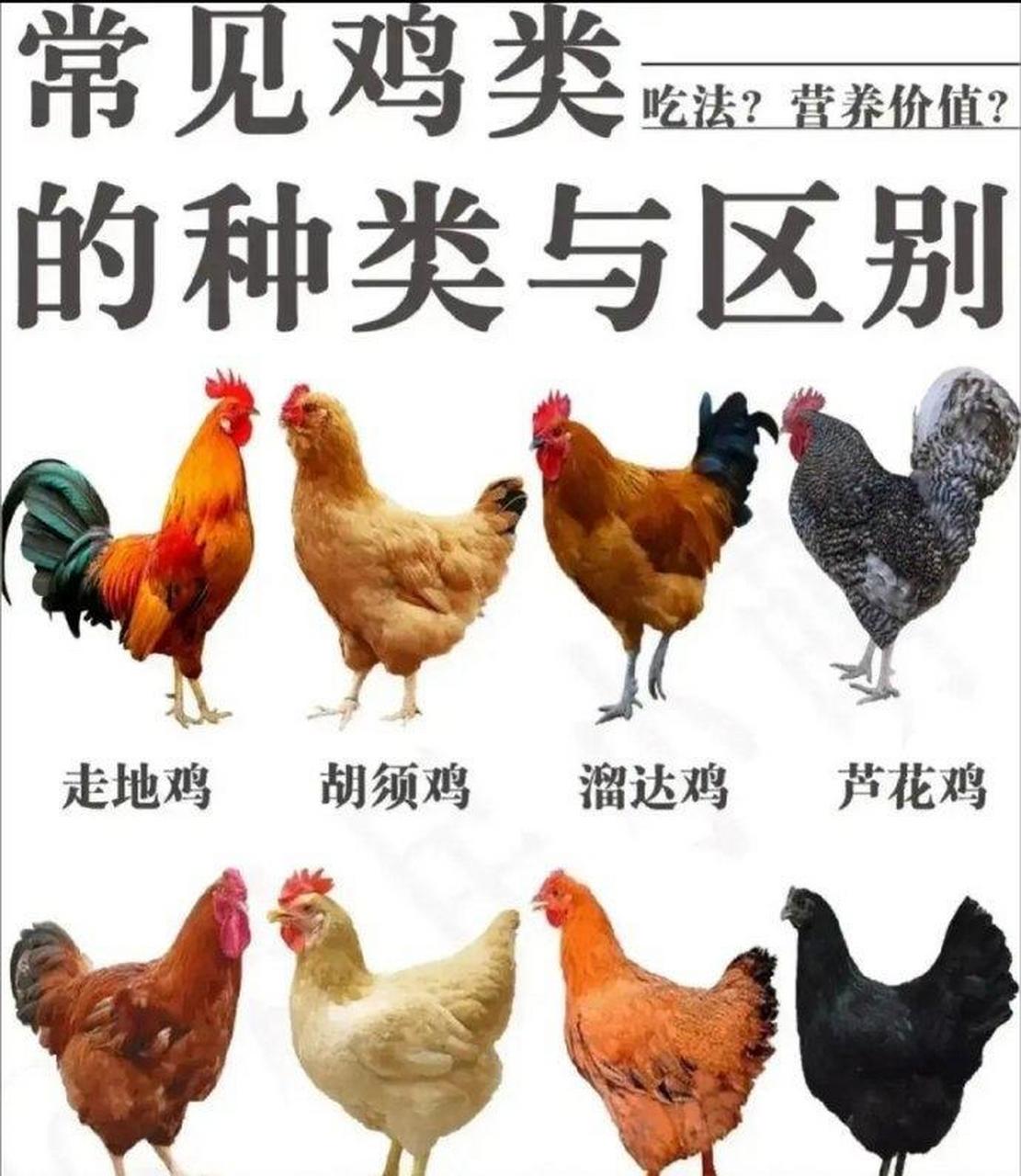 网友:常见鸡的种类与区别,你还知道哪种? 676767