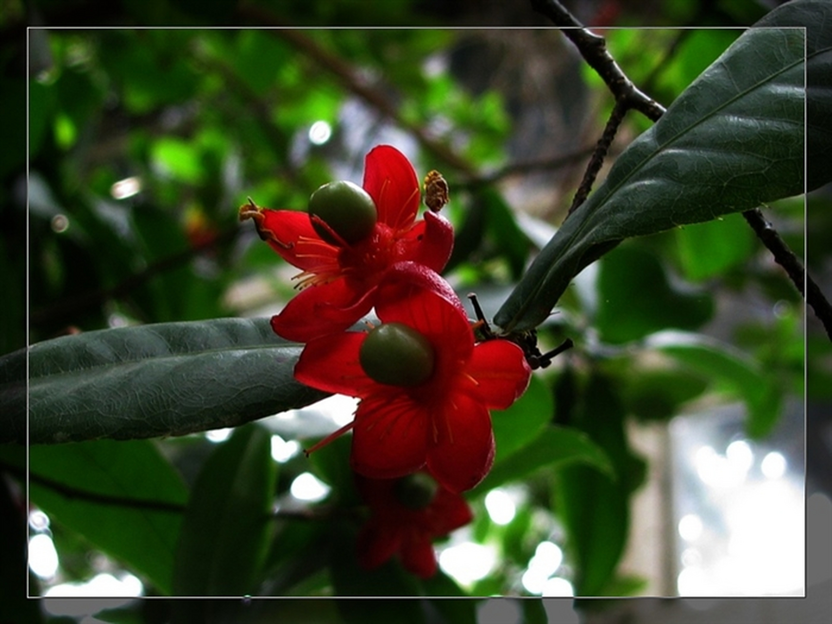 植物中的米老鼠:桂叶黄梅  在植物王国中,有一种名叫桂叶黄梅的植物