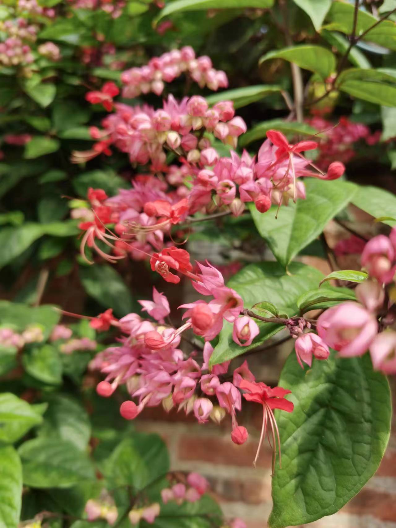 红萼龙吐珠寓意祥瑞,象征珍贵纯洁,内心热诚