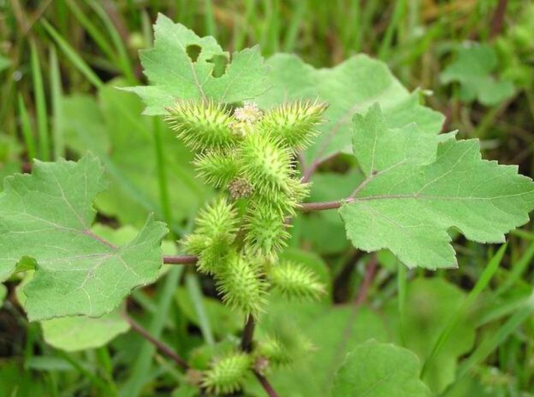 苍耳:全株有毒,果实及种子毒性最大.一年生草本,高20 ~90厘米.