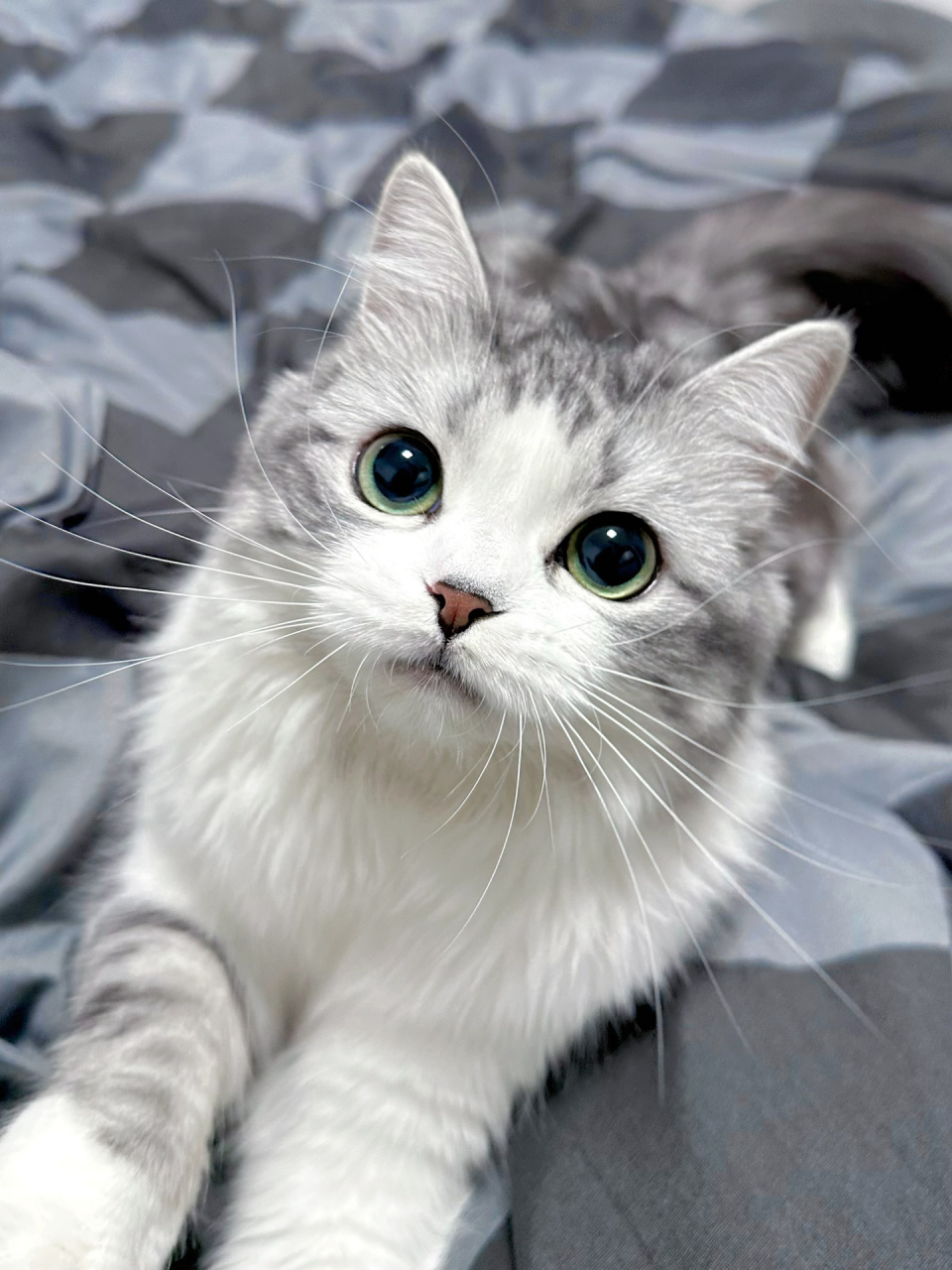 看到我的小猫很幸福 那我也幸福 小猫真的是全世界最治愈的小东西了!