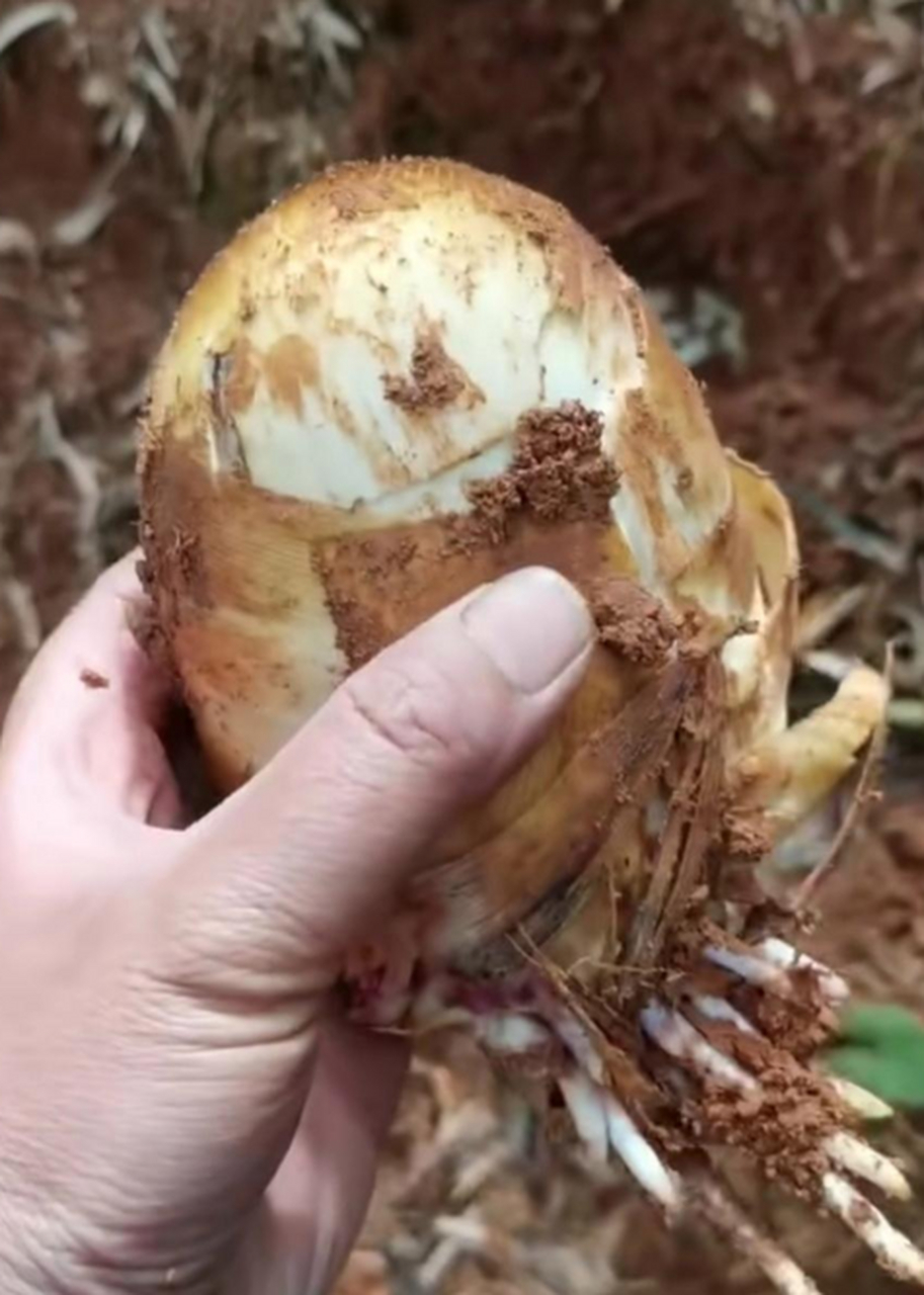 这种圆竹笋是不是营养价值不一样?看着真的极品.