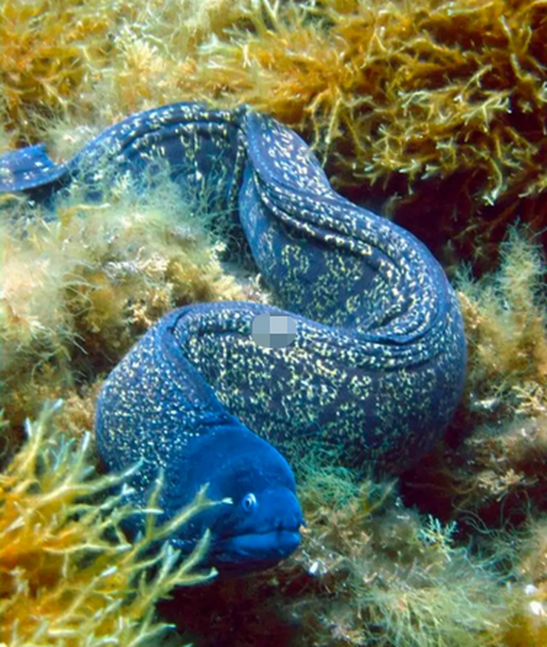 你敢抱这条滑溜溜的海中大蛇吗? 学名:muraenidae 英文:moray eels 所