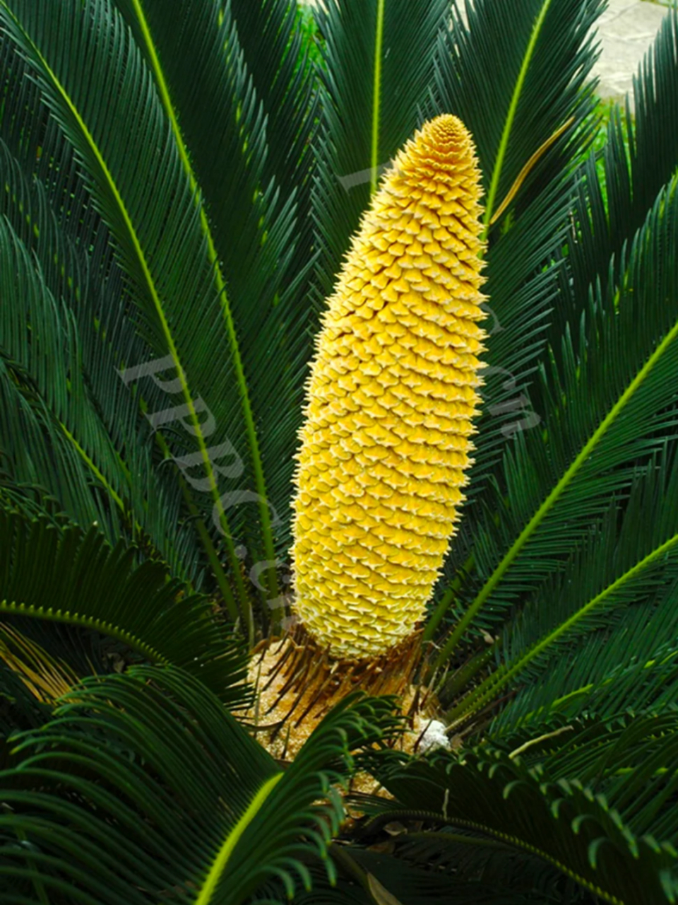 每天认识一种保护植物 | 苏铁 国家一级保护野生植物  裸子植物门