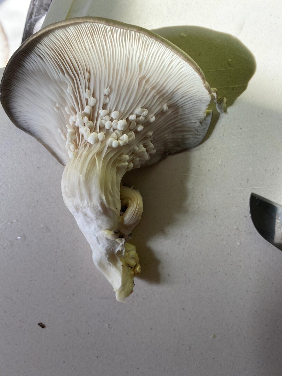 长长的白白的粗粗的蘑菇