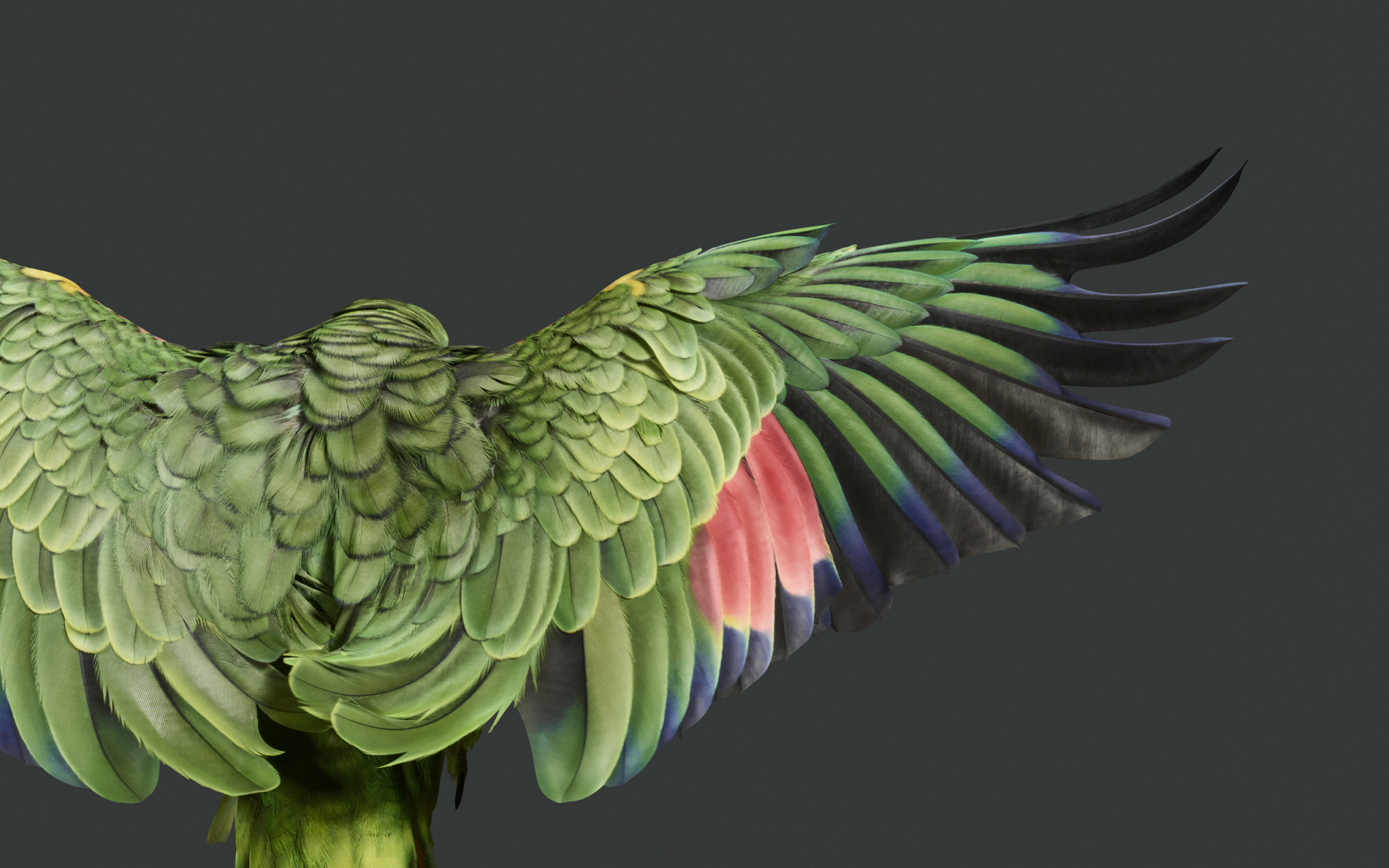 【每日壁纸】厂牌系列:谷歌pixel tablet.