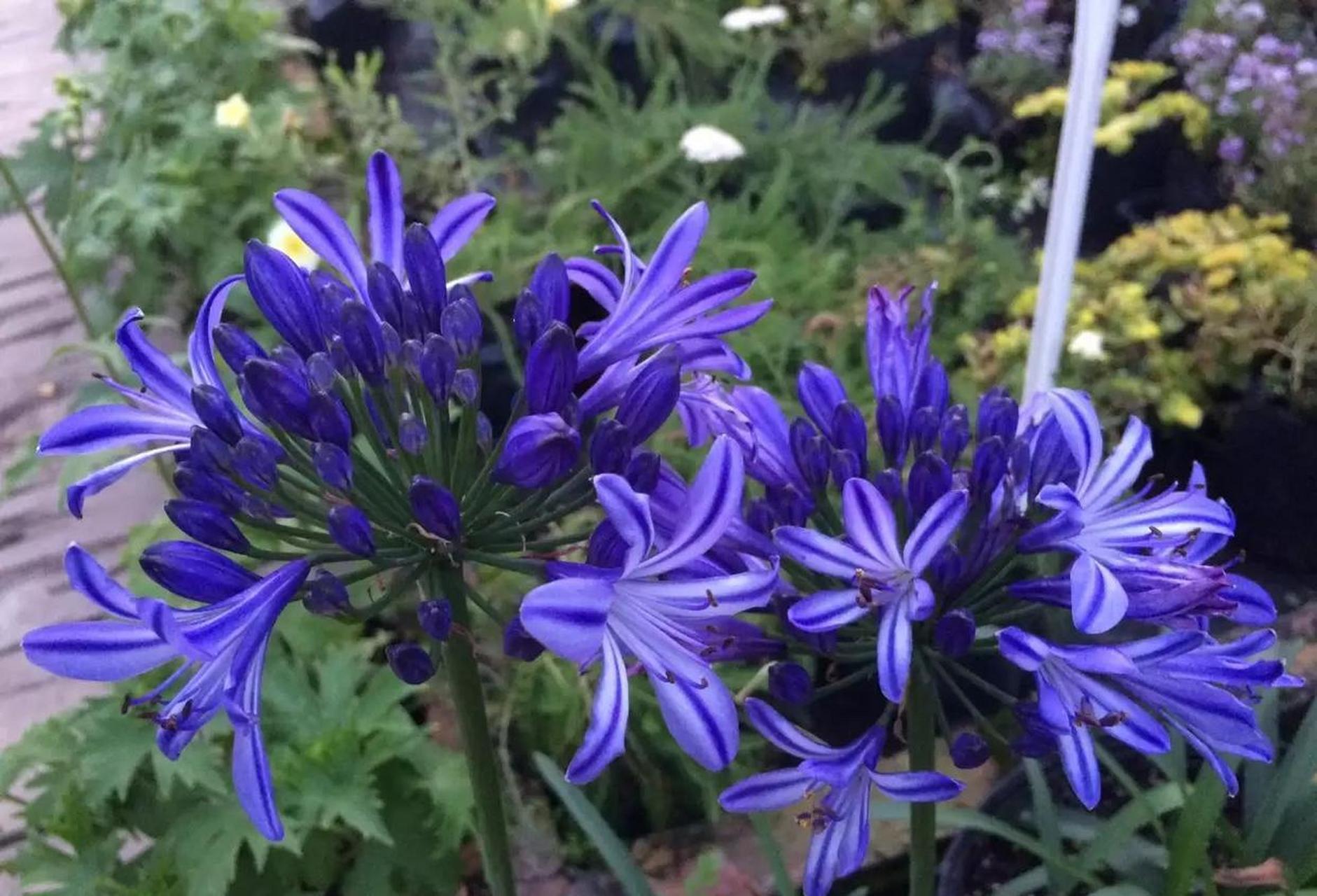 百子莲非常耐热,它们是我夏天花园里的主角.