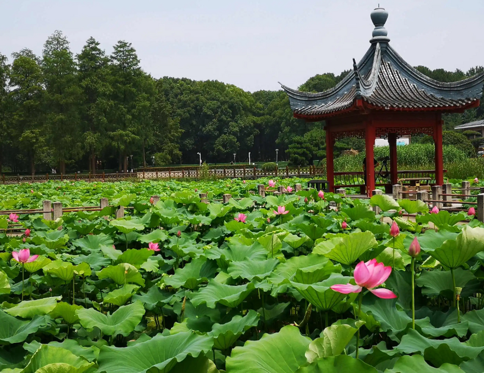 好玩东湖撒欢指南,半山荷园面积达26000平方米,是一座精巧绝伦的江南
