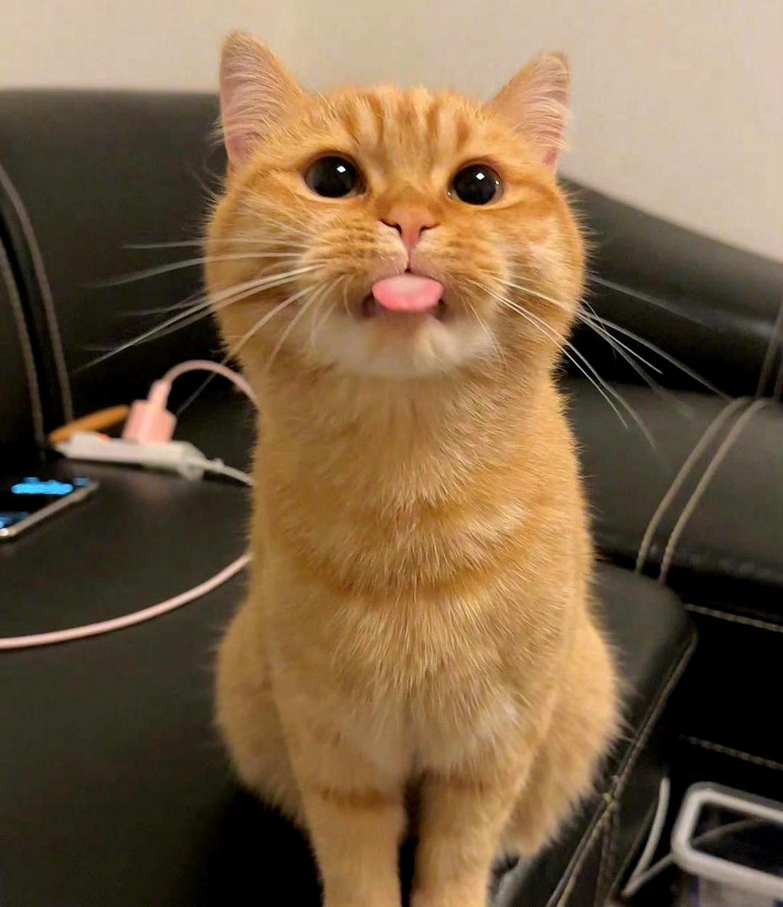 这只猫咪正在做鬼脸,发出略略略的声音.