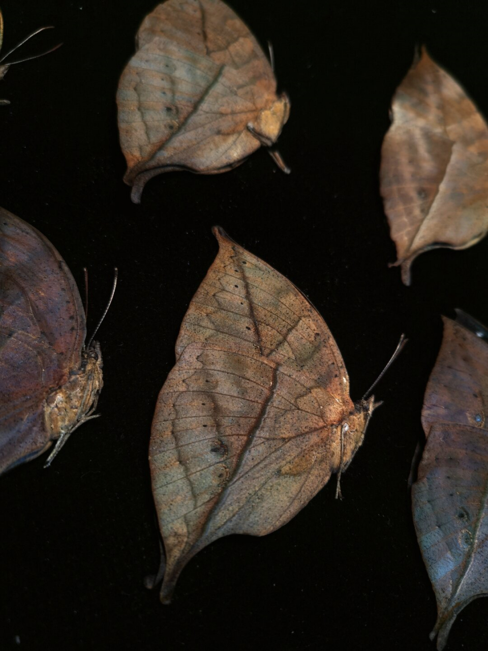 一组枯叶蝶  一组精美的枯叶蝶标本,它们身披着各种形态的枯叶图案