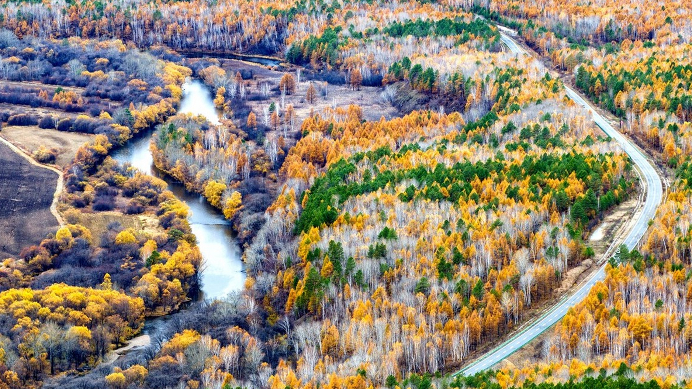 大兴安岭地区331国道两旁的原生态白桦林在秋妹妹的打扮下,格外的靓丽