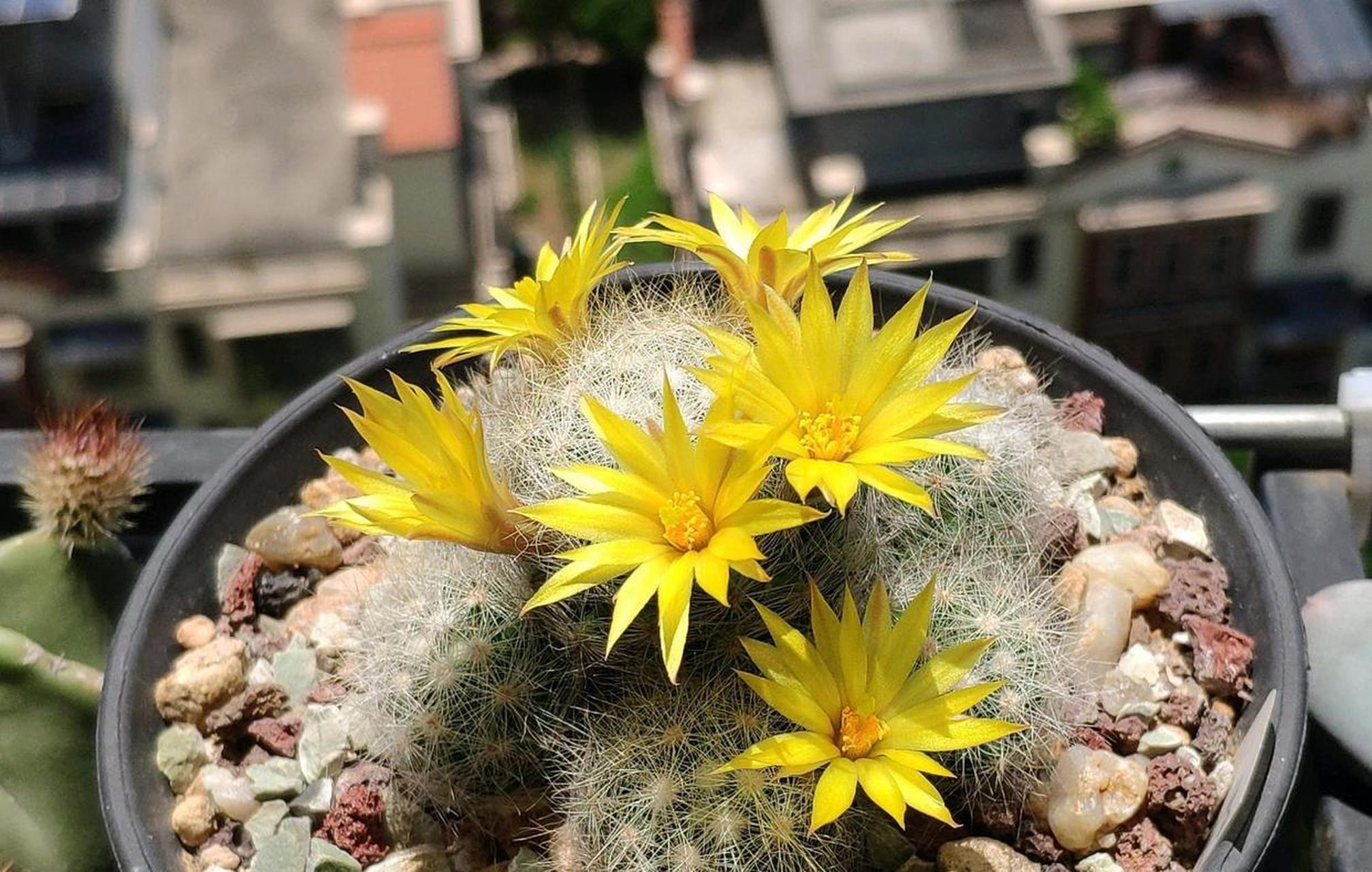 有种仙人球,名叫"芳香丸",乳突球属多肉植物,身上长满了白色的绒毛,看