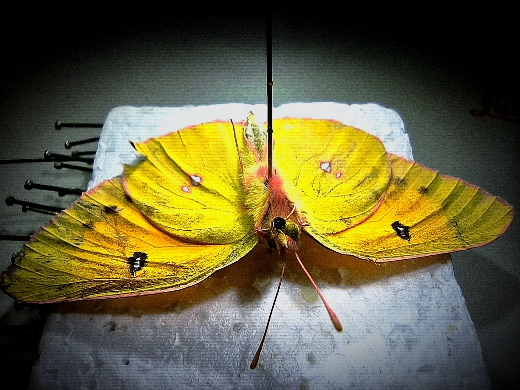 "  鳞翅目,粉蝶科 触角棒状,虹吸式口器,前,后翅a脉分别为1,2条;爪具