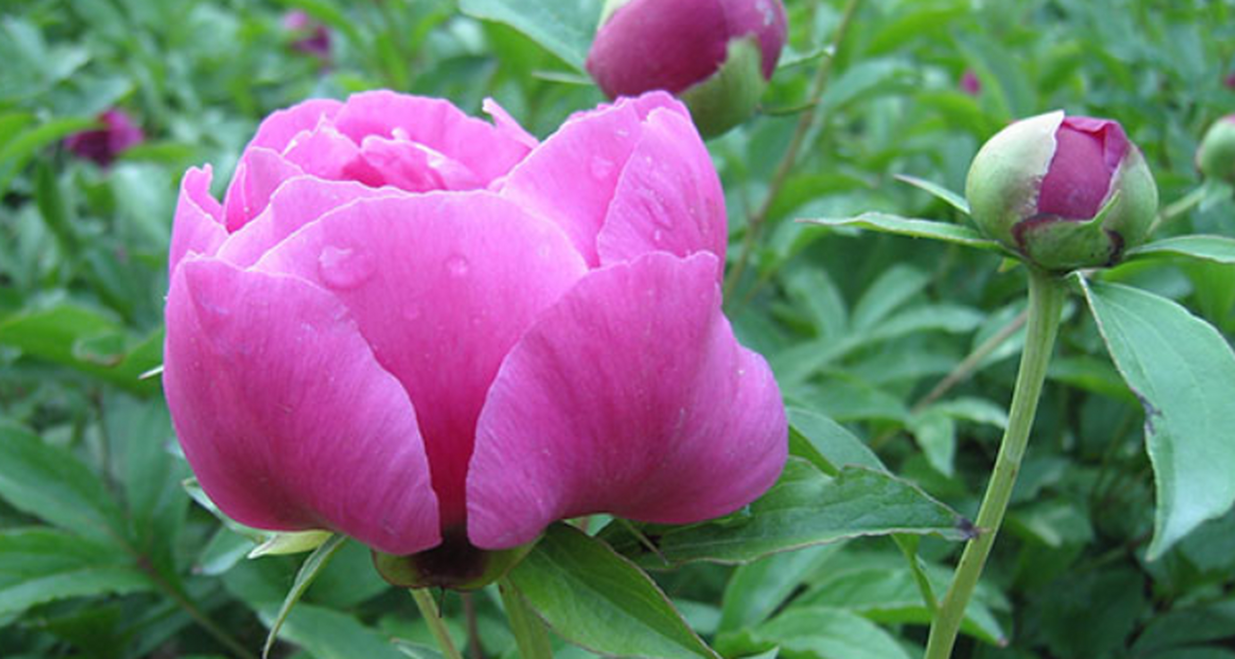 描写芍药花的唯美句子 1.