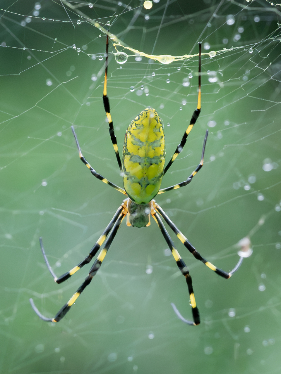 检验镜头素质的时候到了  当变焦镜头遇上微距拍摄,尼康z8搭配z 24