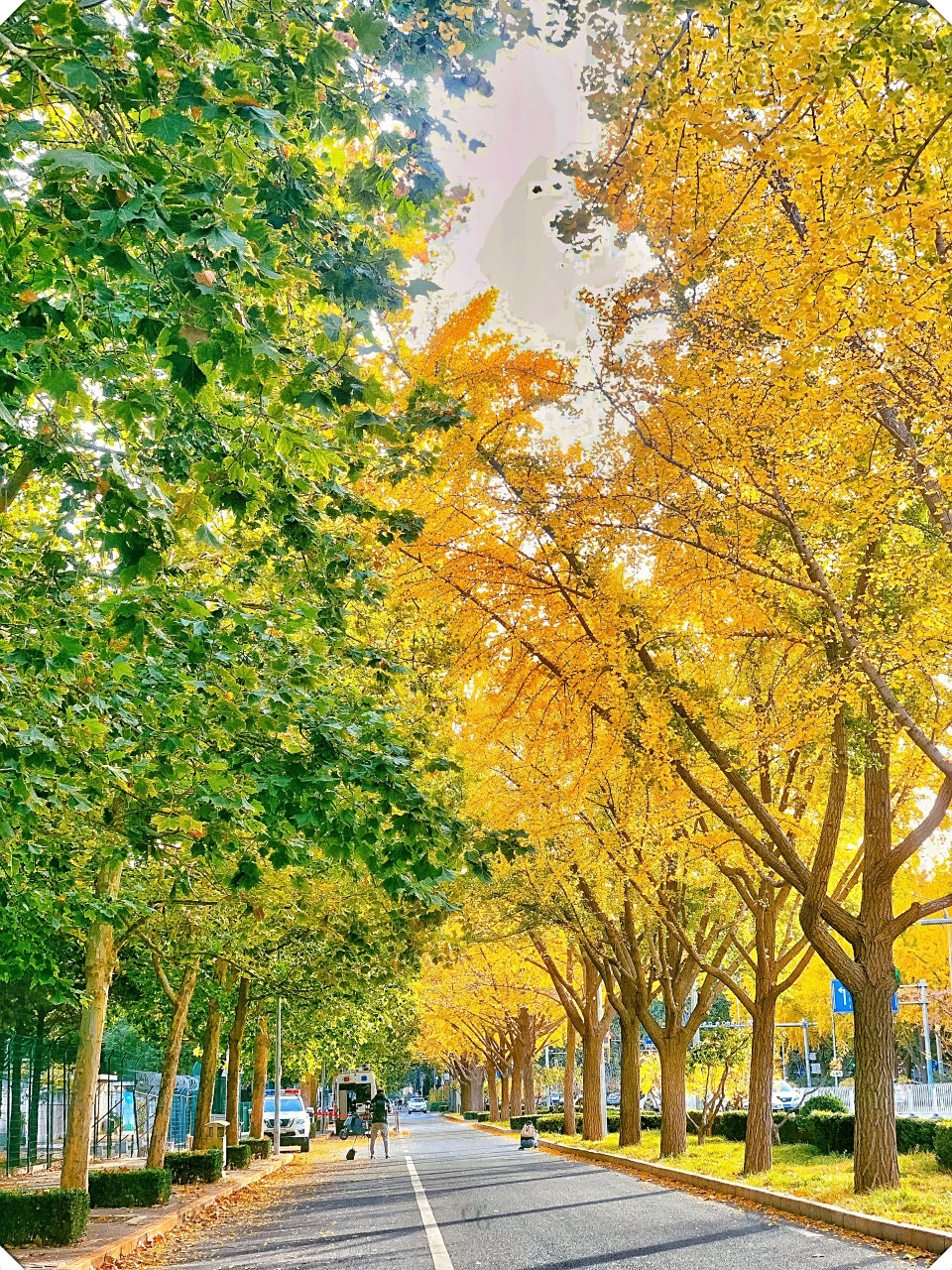 当银杏树的叶子变成金黄色时,整条街道都被金黄色的海洋所覆盖,给人