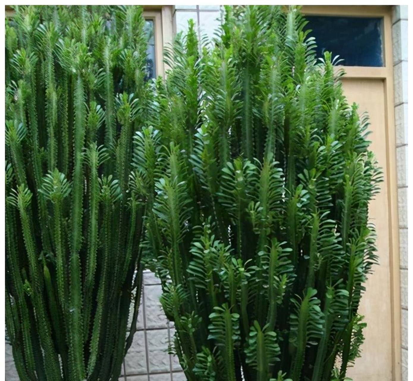 麒麟是大戟科的植物.