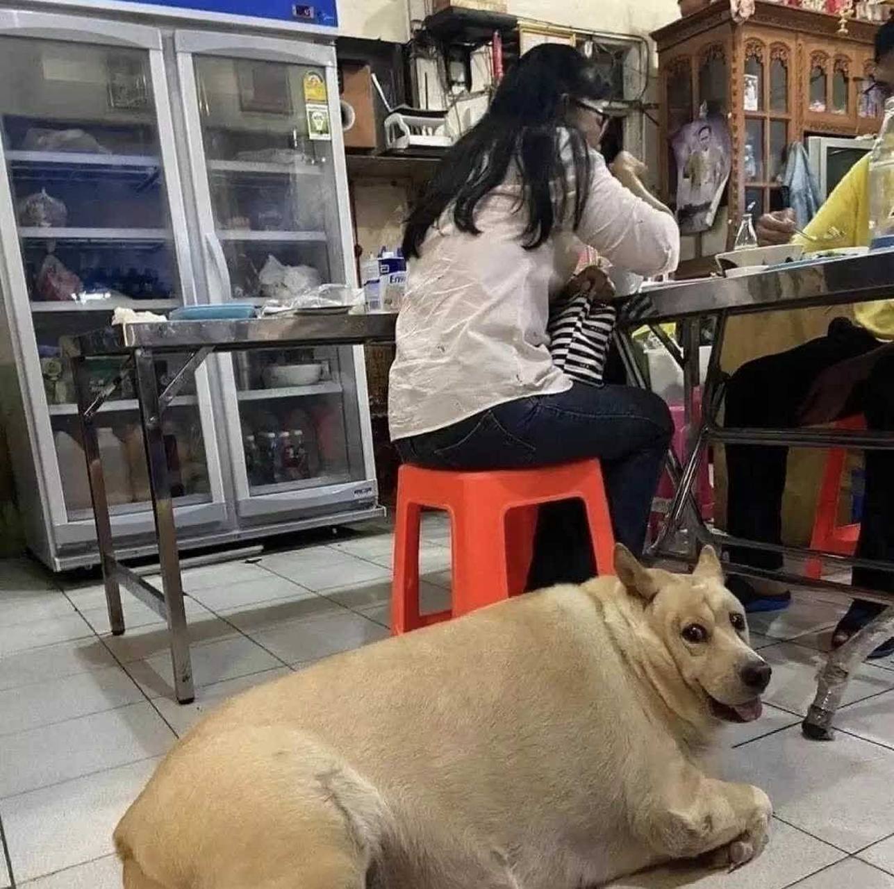 为什么这只狗看起来像猪? 太胖了[左捂脸][三哈]愿您们一生健康快乐!