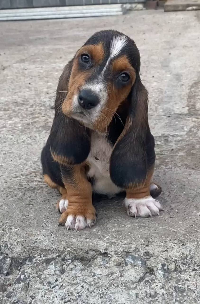 这只狗的耳朵好长好可爱啊!