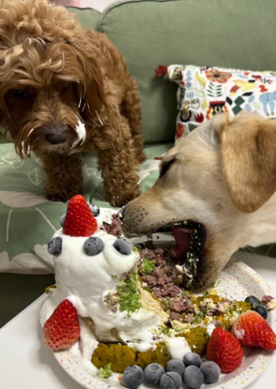 狗子,生日快乐,只是吃相太丢人了.