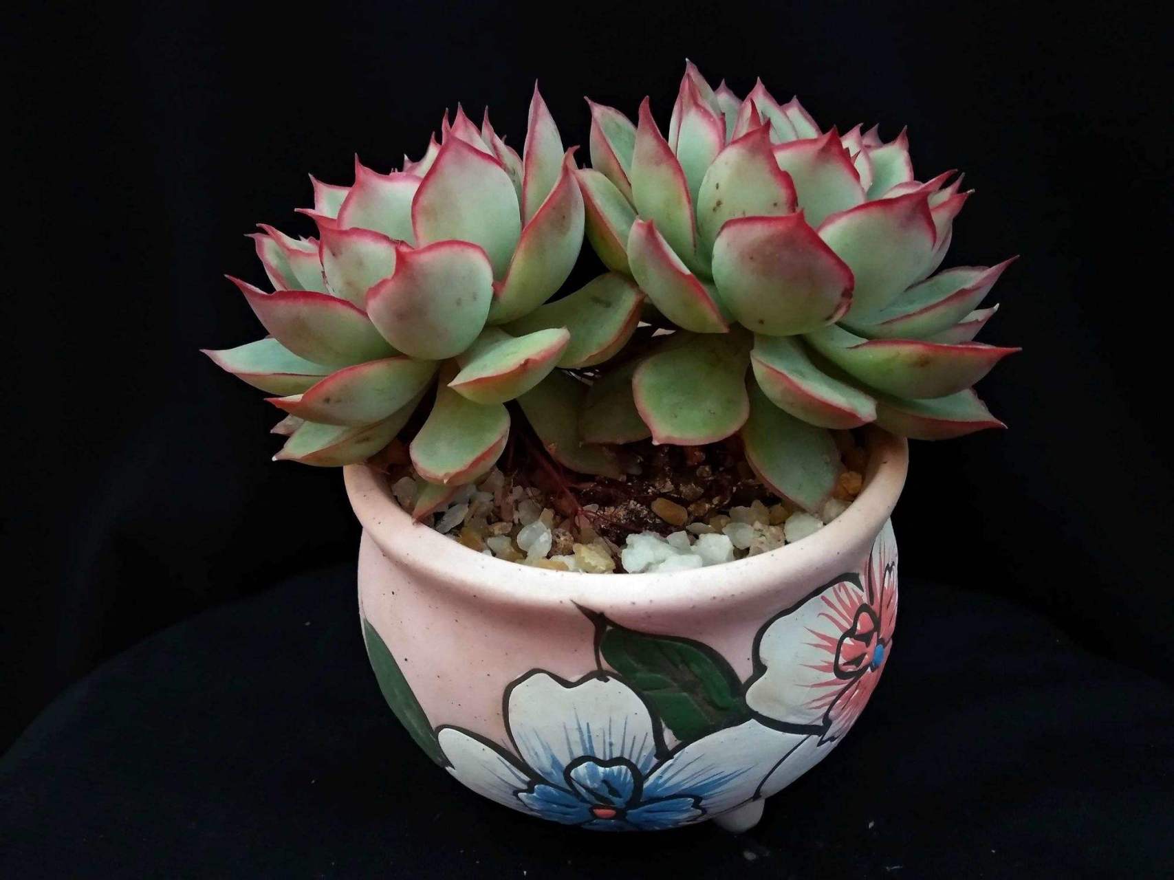 多肉初认识——月光女神 月光女神是景天科 拟石莲花属 是花月夜和