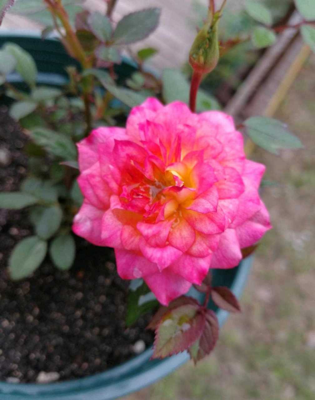 微型月季花"小五彩",一种会同时开几种颜色花朵的植物,五颜六色,绚丽