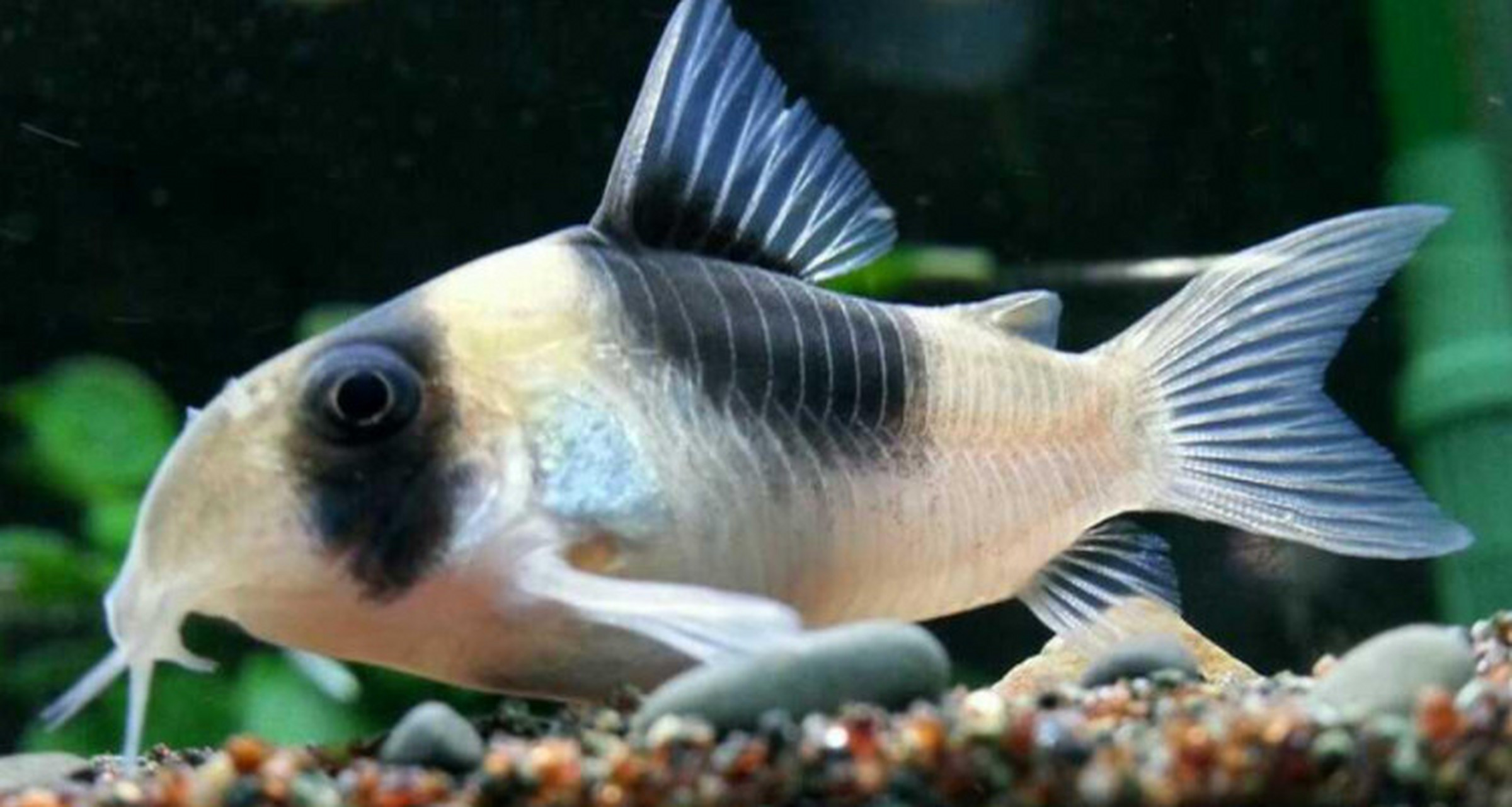 鼠鱼的繁殖方式:  鼠鱼的家庭一般都是"雄性先熟",也就是雄性达到一定