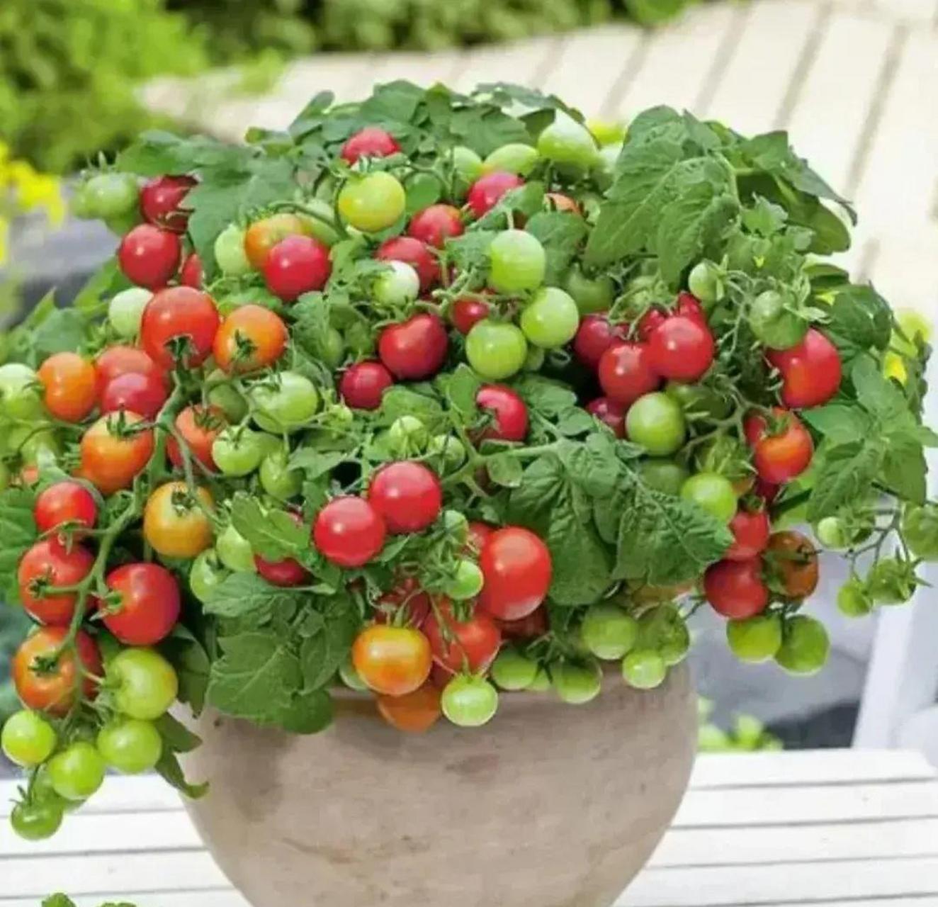 这么好的盆栽西红柿,有两盆就够吃了,关键是好看