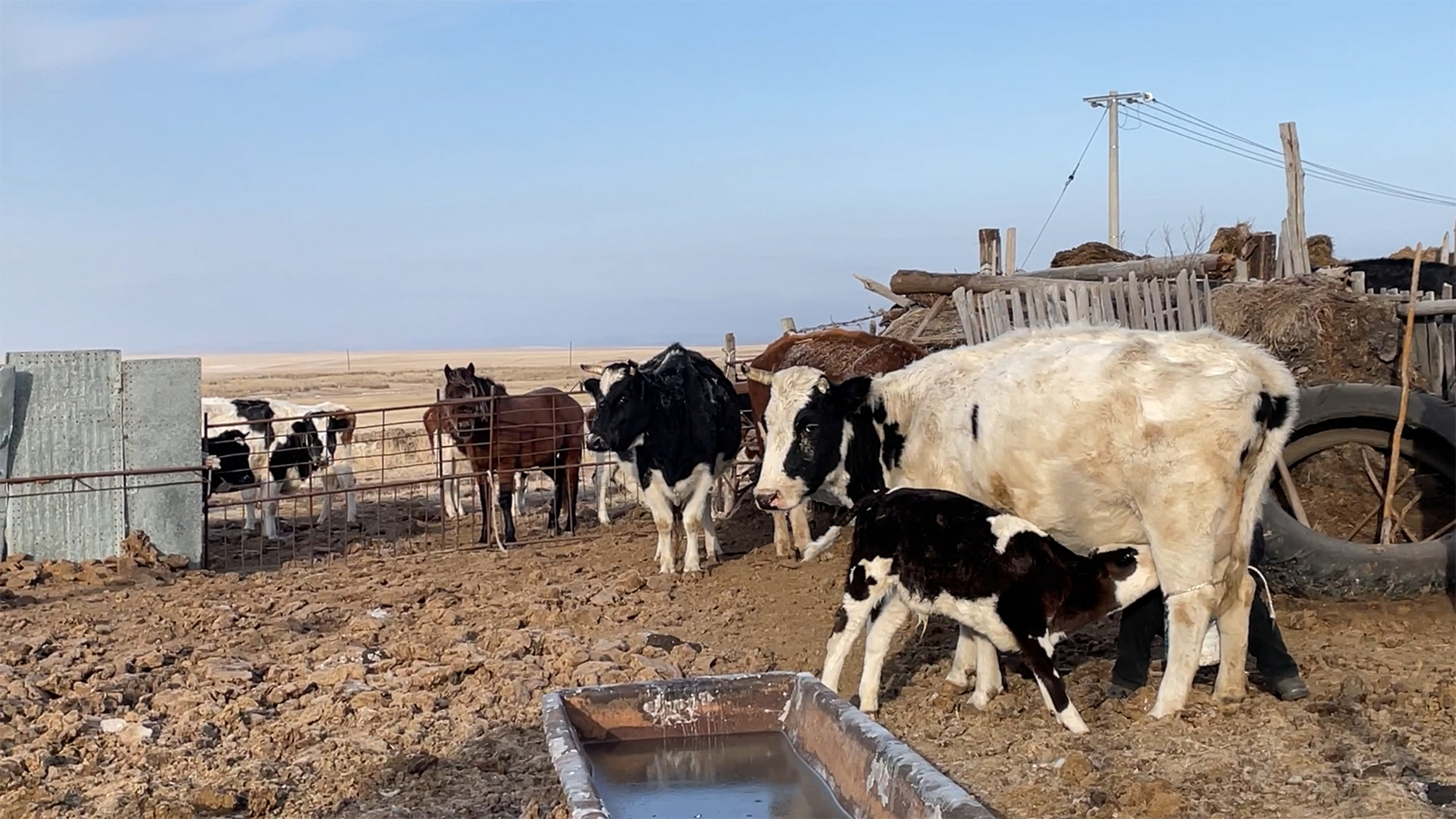 凡是去内蒙古草原上旅游过的小伙伴,大多喝过蒙古奶茶,都会对它的色泽