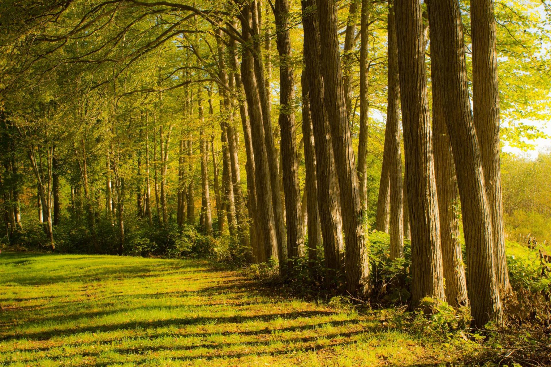 寒冬降临,边塞的树林里尽是积雪,白茫茫横贯一片