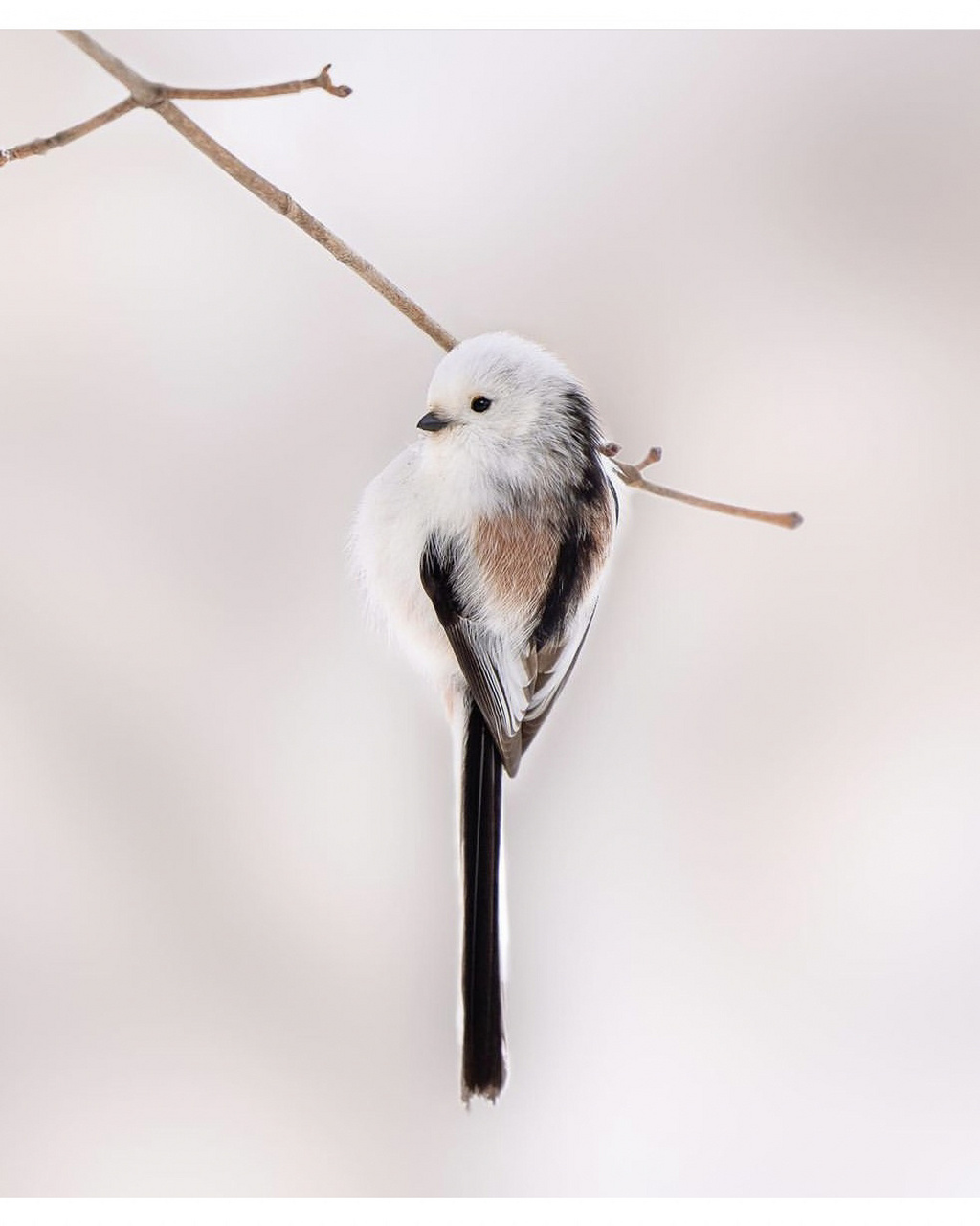 肥啾啾的长尾山雀原来真的有长长的尾巴 这个看上去都圆滚滚,胖嘟嘟的