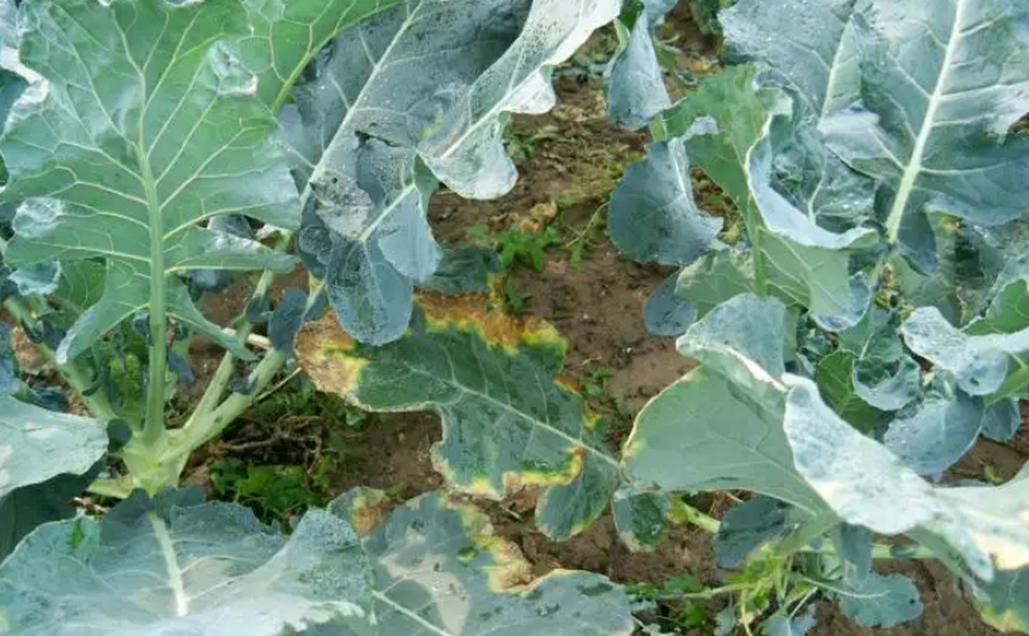 成株期发生黑腐病先从叶缘开始出现,自叶脉先端向内和两侧扩展形成