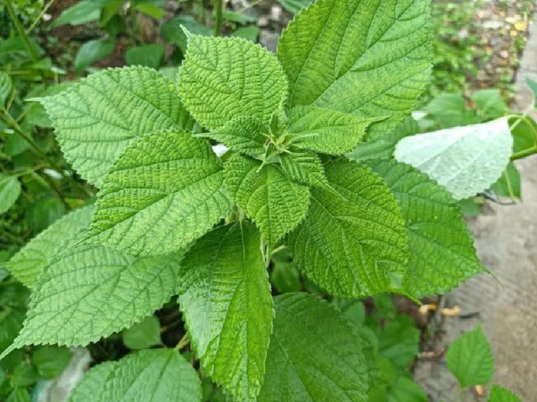 荨麻 功效作用 核心功效 消积通便,平肝定惊,解毒 性味 味辛,苦,性寒