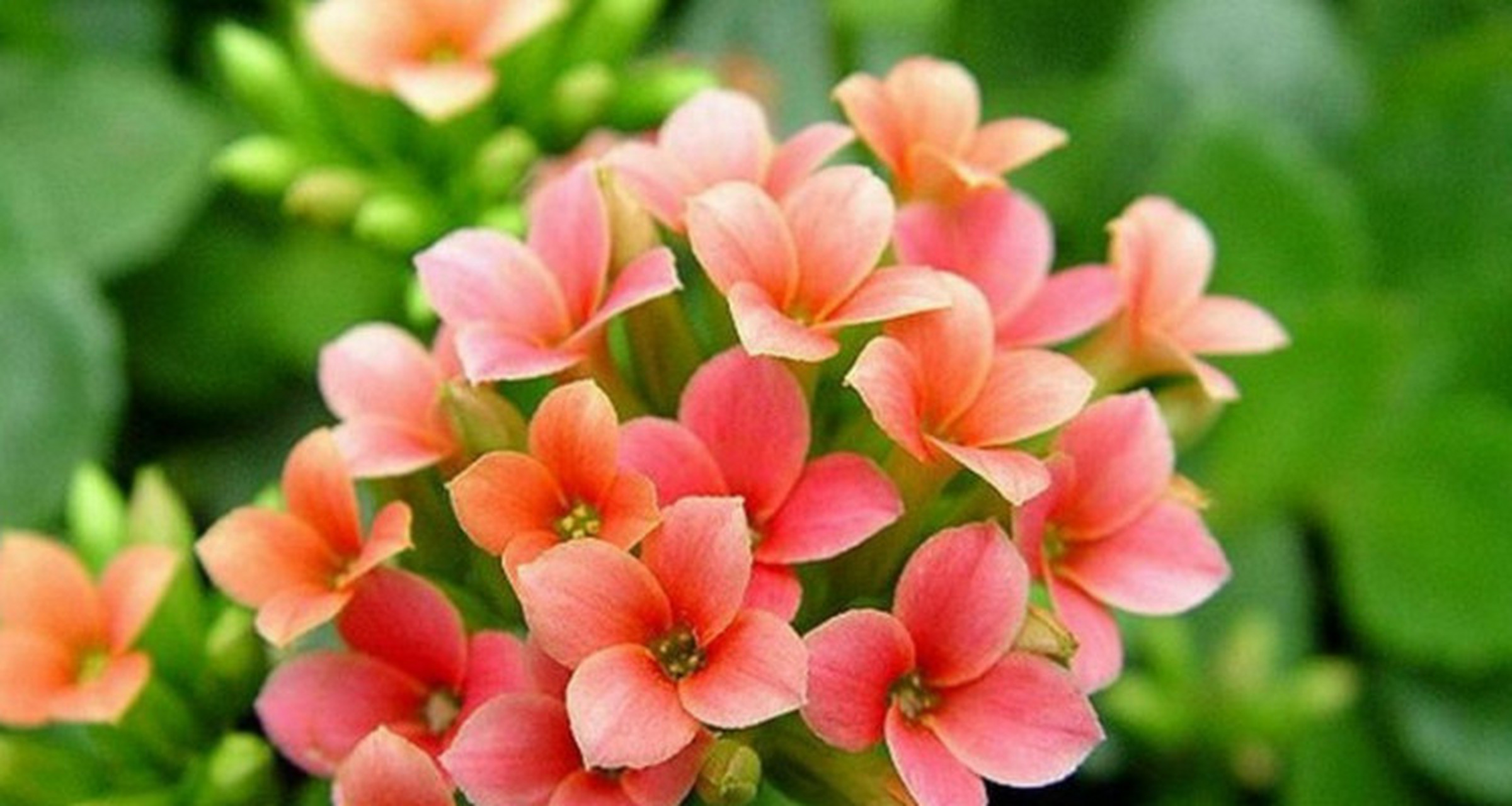 长寿花怎么修剪才能爆盆  长寿花是一种美丽的花卉,因其繁茂的花朵和