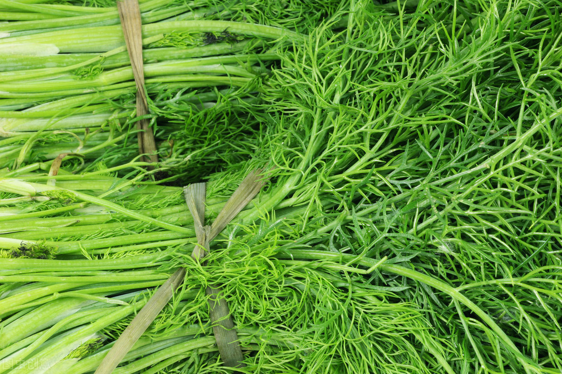 经常吃的茴香,竟然是高盐食物?