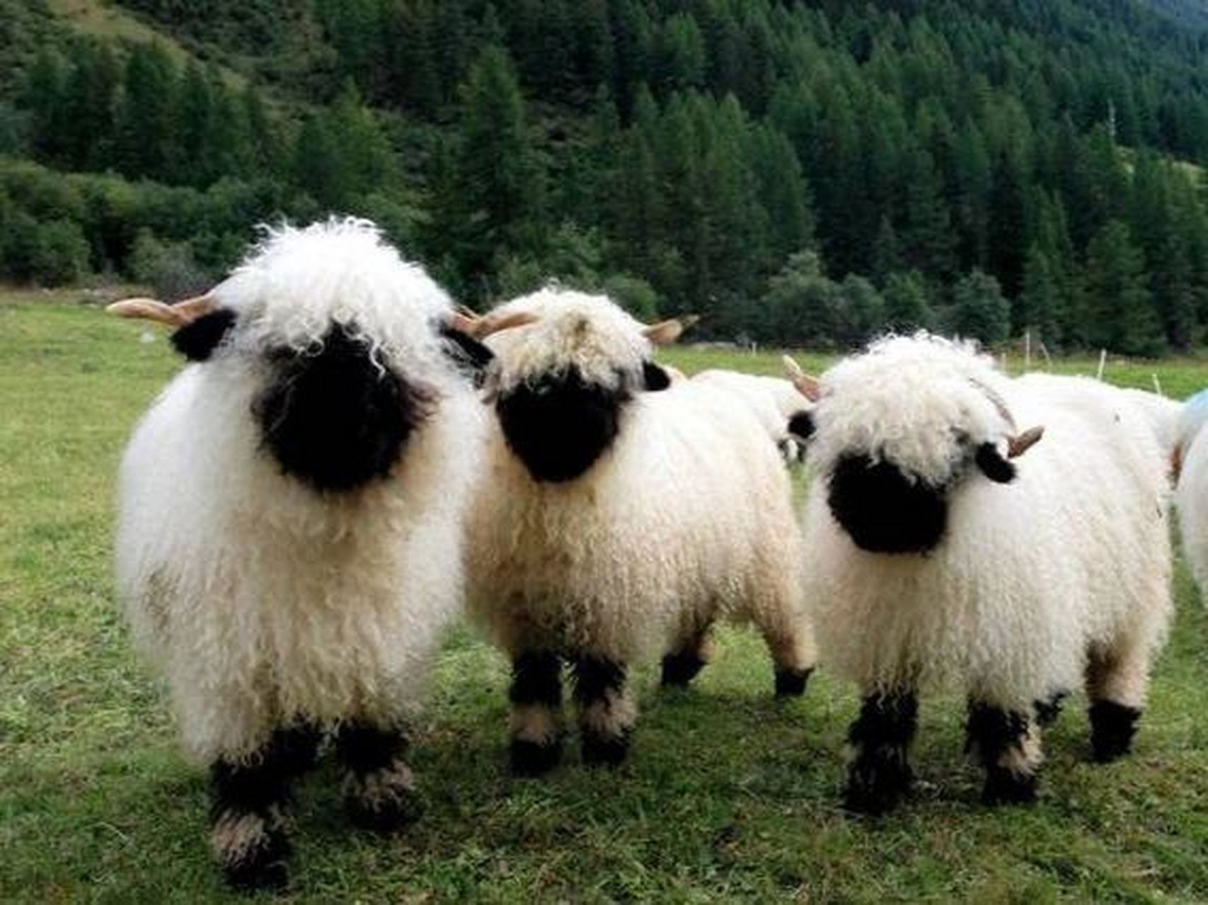 最萌的明星咩咩——瓦莱黑鼻羊  又叫 ,是世界上最萌的羊,也是最"不要